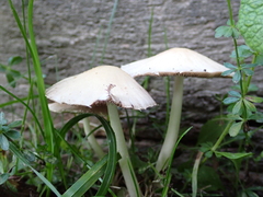 Candolleomyces