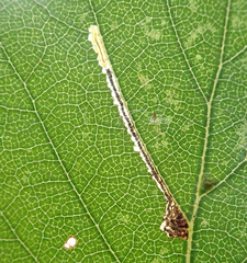 Stigmella luteella