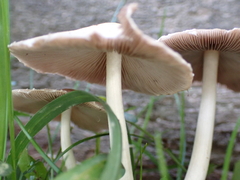 Candolleomyces