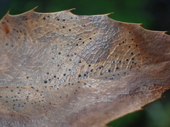 Coccomyces dentatus