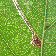 Stigmella luteella