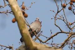 Columba oenas