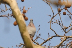 Columba oenas