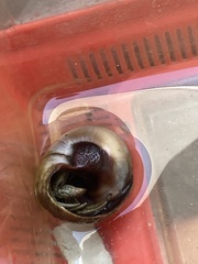 Clibanarius vittatus