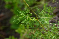 Lomatium