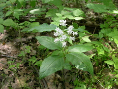 Asclepias quadrifolia