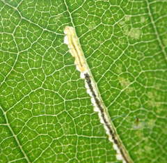 Stigmella luteella