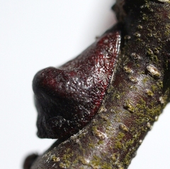 Parthenolecanium quercifex