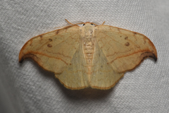 Drepana arcuata