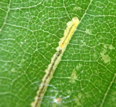 Stigmella luteella