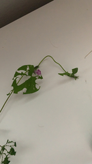 Ipomoea triloba