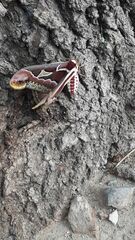 Rothschildia jacobaeae
