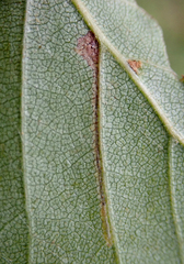 Stigmella luteella