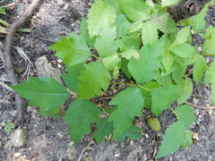Toxicodendron radicans negundo