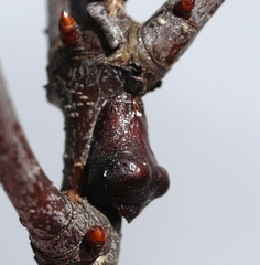 Parthenolecanium quercifex