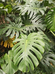 Monstera deliciosa