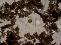 Micrasterias truncata