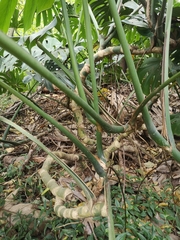 Monstera deliciosa