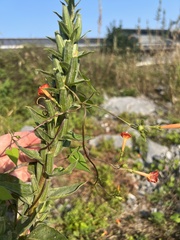 Ipomoea hederifolia