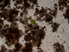 Micrasterias truncata