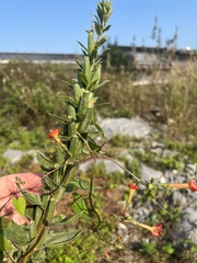 Ipomoea hederifolia