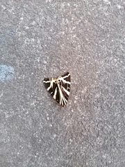 Euplagia quadripunctaria