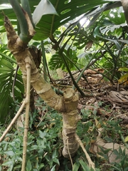 Monstera deliciosa