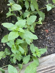 Mentha arvensis