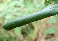 Caloptilia elongella