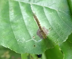 Caloptilia elongella