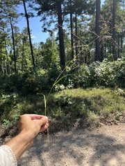 Eragrostis capillaris
