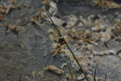 Amphiscirpus nevadensis