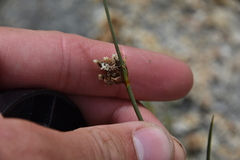 Amphiscirpus nevadensis