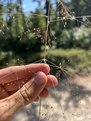 Eragrostis capillaris