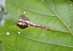 Caloptilia elongella