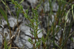 Suaeda calceoliformis