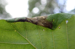 Caloptilia elongella