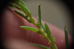 Suaeda calceoliformis