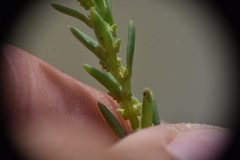 Suaeda calceoliformis