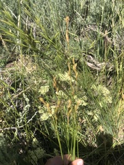 Carex siccata