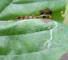 Caloptilia elongella