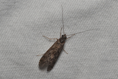 Trichoptera