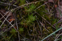 Sedum stenopetalum