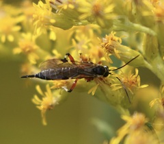 Itoplectis conquisitor