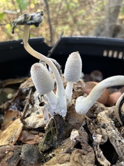 Lanatulae