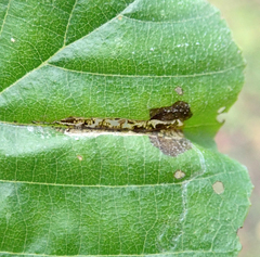 Caloptilia elongella