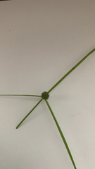 Cyperus brevifolius