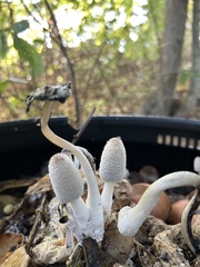Lanatulae