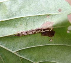 Caloptilia elongella