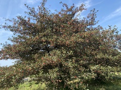 Crataegus crus-galli